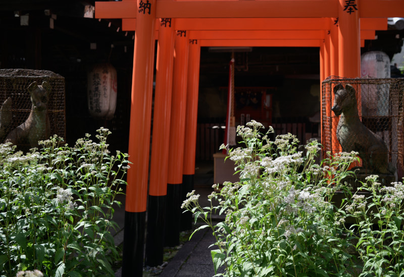 京都寺町通り   ー   フジバカマを愛でながら一杯？（もうすぐ藤袴祭開かれる）_b0411866_11582796.jpg