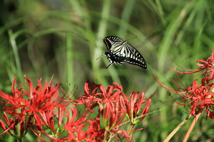 Black on Red_f0211980_21102077.jpg
