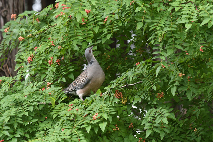 裏庭の山椒！＜雉鳩＞_e0248688_18200482.jpg