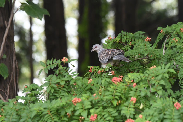 裏庭の山椒！＜雉鳩＞_e0248688_18204218.jpg