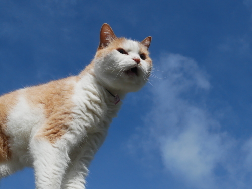 さよなら猫の森、ありがとう、明日にワクワク_f0054677_08074180.jpg