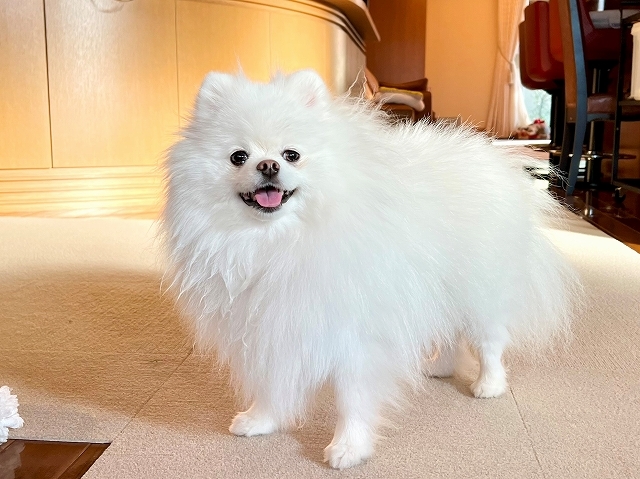 秋キャンプ・新ギアでローストチキン_d0360206_18425700.jpg