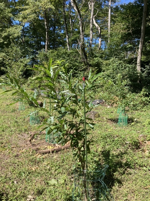 雑木林をつくろう第2弾 どんぐり大作戦2022_d0348118_11494328.jpeg