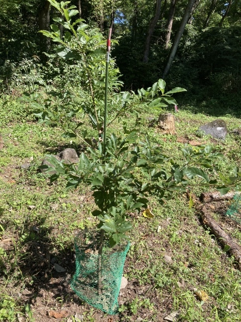 雑木林をつくろう第2弾 どんぐり大作戦2022_d0348118_11495372.jpeg