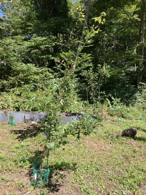 雑木林をつくろう第2弾 どんぐり大作戦2022_d0348118_11500516.jpeg