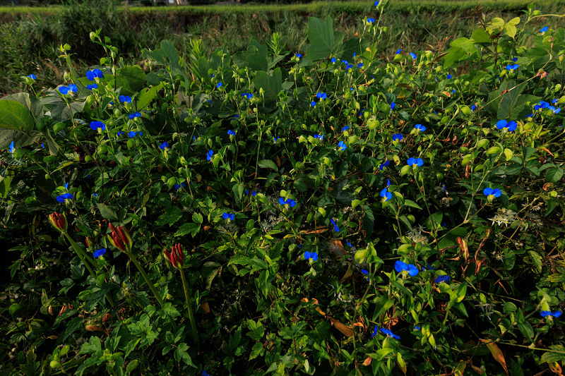 いなべの三岐鉄道と初秋の花たち_f0155048_20492657.jpg