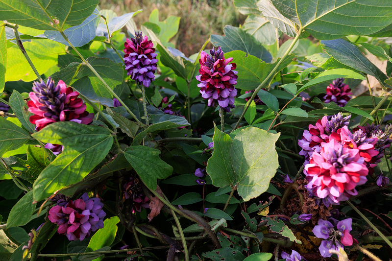 いなべの三岐鉄道と初秋の花たち_f0155048_20492903.jpg