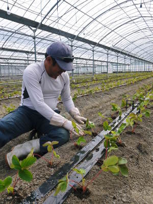 熊本県産高級イチゴ『さがほのか』定植後の様子を現地取材!前編:苗床での元気な苗作りと栽培ハウスの準備_a0254656_15284120.jpg