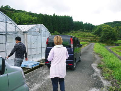 熊本県産高級イチゴ『さがほのか』定植後の様子を現地取材!前編:苗床での元気な苗作りと栽培ハウスの準備_a0254656_16240722.jpg