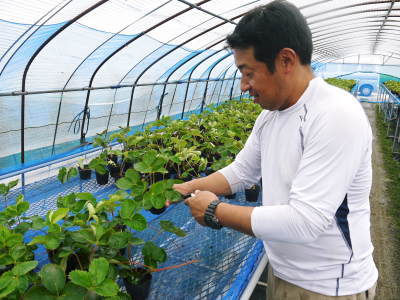 熊本県産高級イチゴ『さがほのか』定植後の様子を現地取材!前編:苗床での元気な苗作りと栽培ハウスの準備_a0254656_16351933.jpg