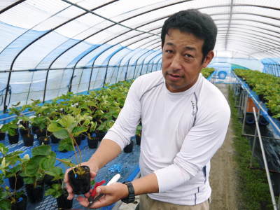 熊本県産高級イチゴ『さがほのか』定植後の様子を現地取材!前編:苗床での元気な苗作りと栽培ハウスの準備_a0254656_16465855.jpg