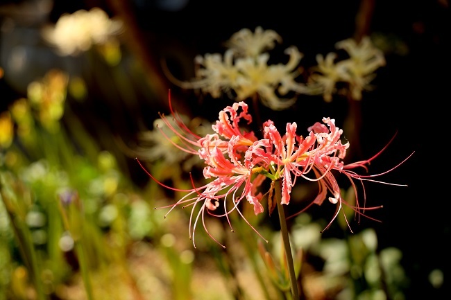 七色の彼岸花 静かな時間