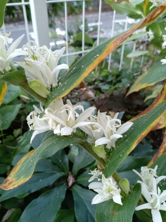 たまには書こう自分の庭･････ホトトギスの季節_b0331802_22380223.jpg