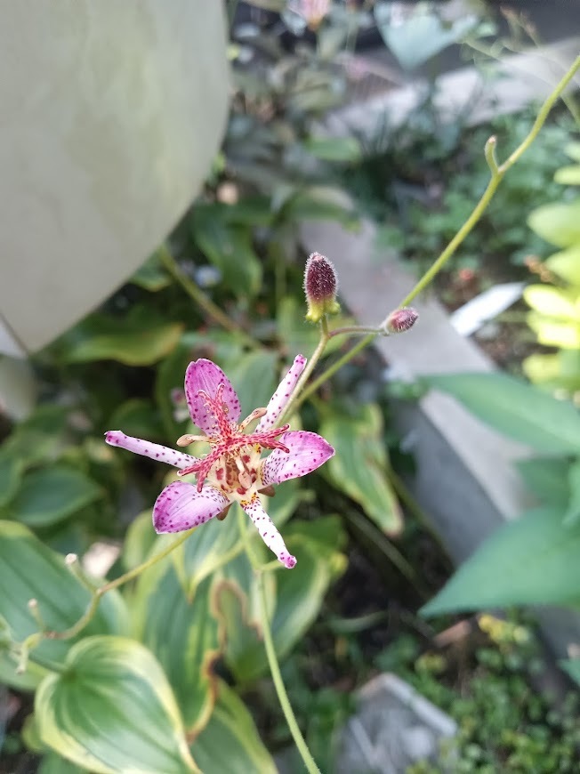 たまには書こう自分の庭･････ホトトギスの季節_b0331802_22381382.jpg