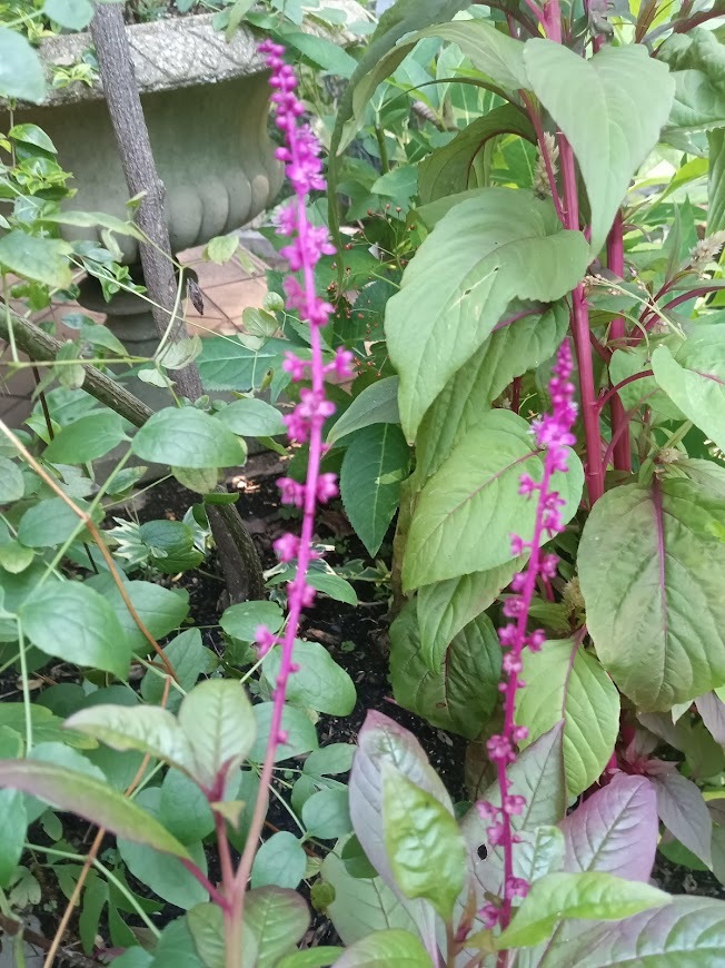 たまには書こう自分の庭･････ホトトギスの季節_b0331802_22383351.jpg