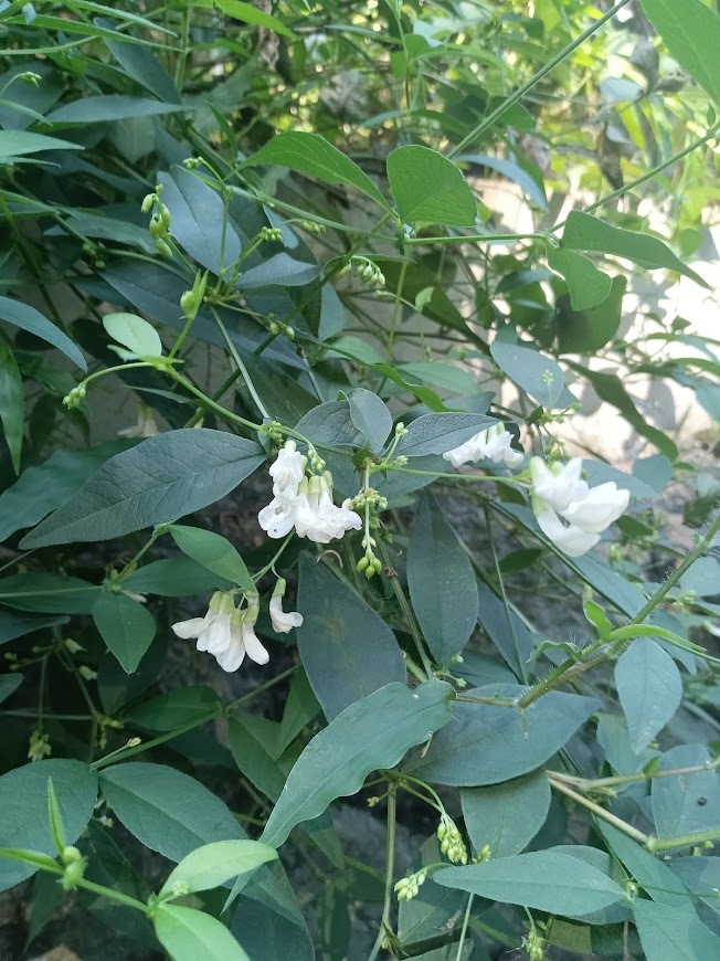 たまには書こう自分の庭･････ホトトギスの季節_b0331802_22384406.jpg