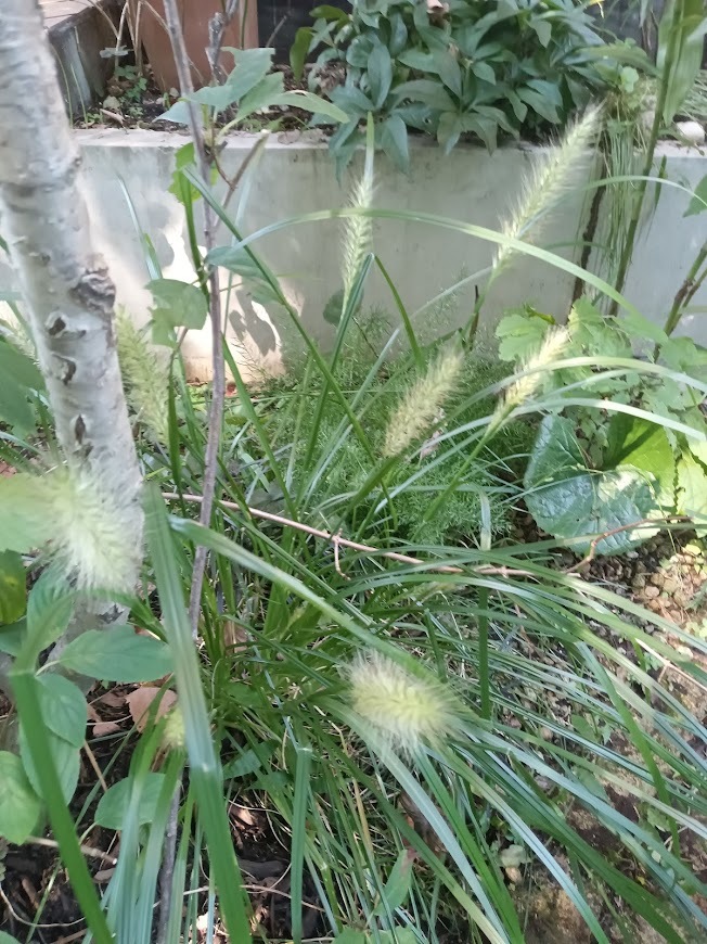 たまには書こう自分の庭･････ホトトギスの季節_b0331802_22385294.jpg