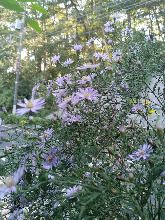 たまには書こう自分の庭･････ホトトギスの季節_b0331802_22385695.jpg