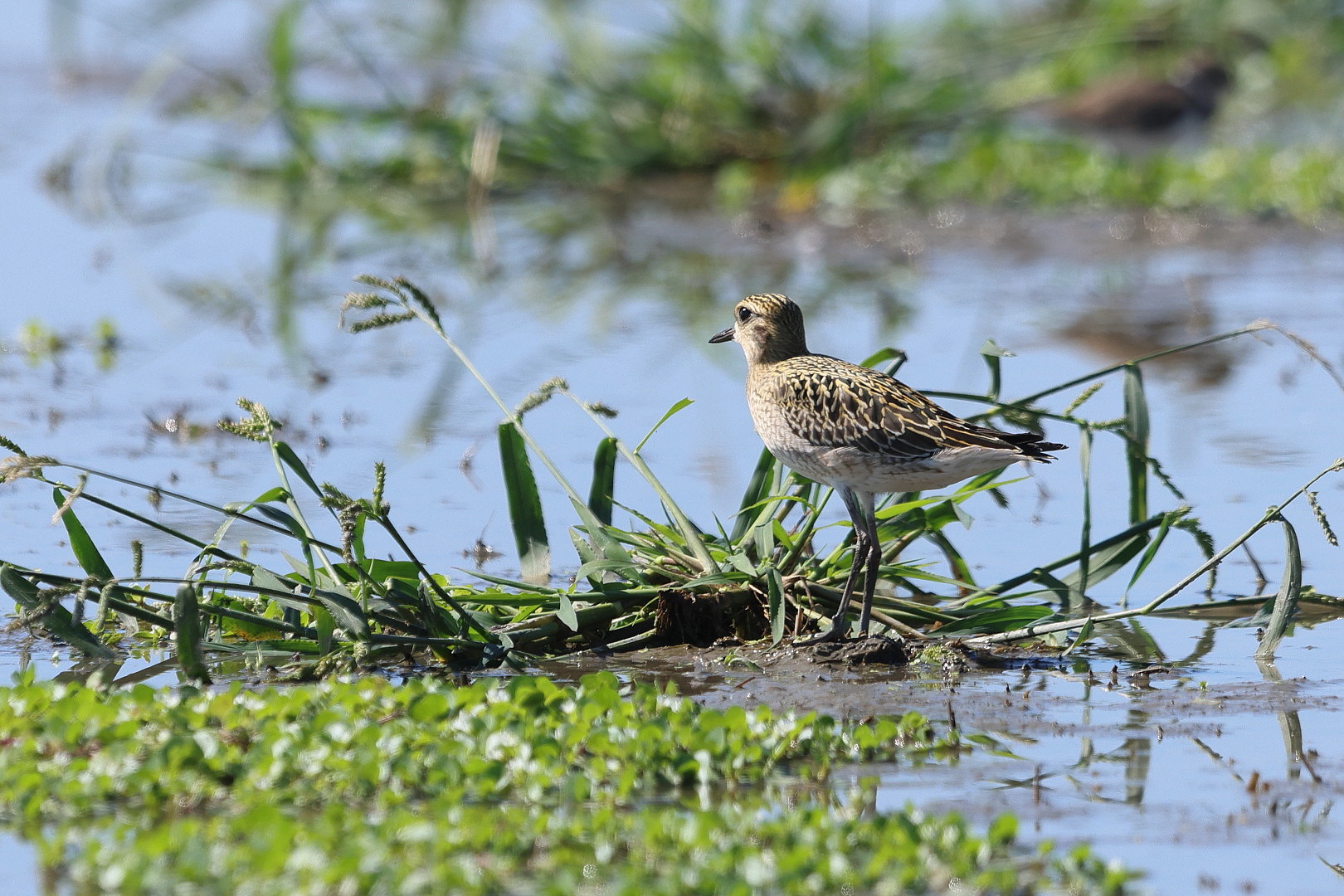 ムナグロ　幼鳥 ?_f0369315_11012093.jpg