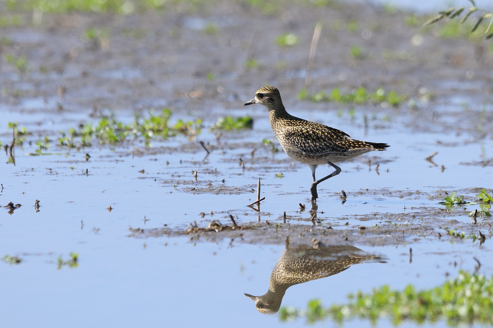 ムナグロ 幼鳥 ?_f0369315_11012102.jpg