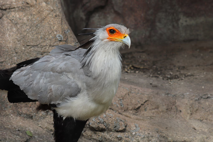 抱卵中のヘビクイワシ夫妻「バンダル＆プロア」～ありがとうバンダル父さん（ 東武動物公園 April 2021）_b0355317_21260414.jpg