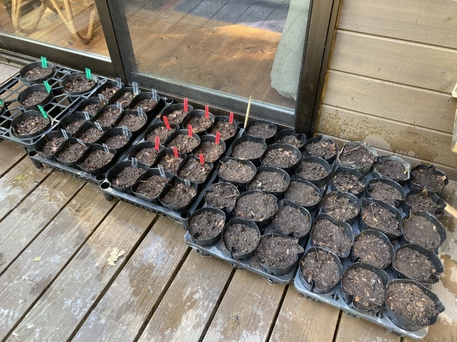 雑木林をつくろう第2弾 どんぐり大作戦2022_d0348118_16035329.jpeg