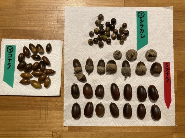 雑木林をつくろう第2弾 どんぐり大作戦2022_d0348118_16045632.jpeg