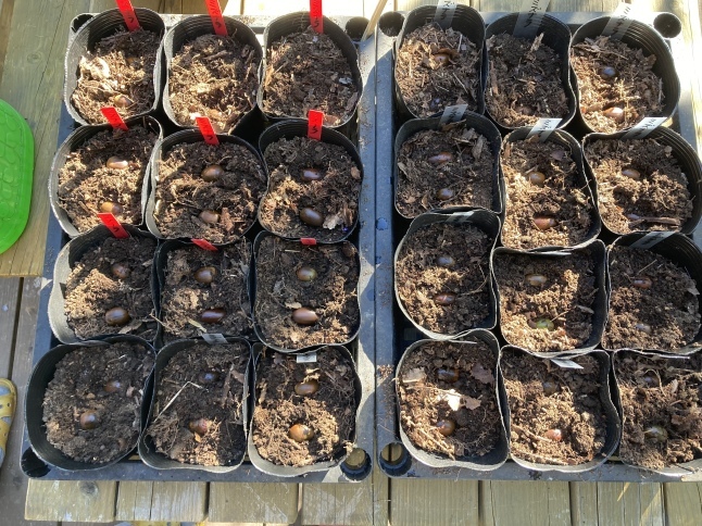 雑木林をつくろう第2弾 どんぐり大作戦2022_d0348118_16055155.jpeg