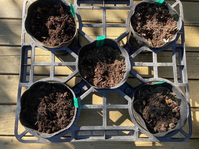 雑木林をつくろう第2弾 どんぐり大作戦2022_d0348118_16060111.jpeg