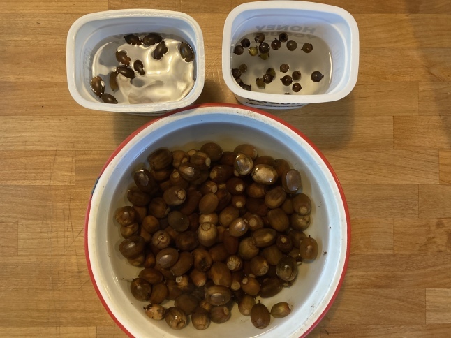 雑木林をつくろう第2弾 どんぐり大作戦2022_d0348118_16061646.jpeg