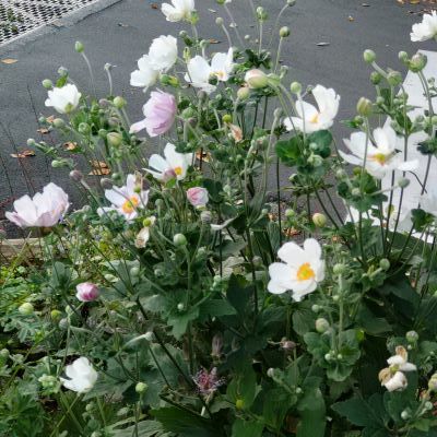 いつもと違う帰郷_c0155326_15330431.jpg
