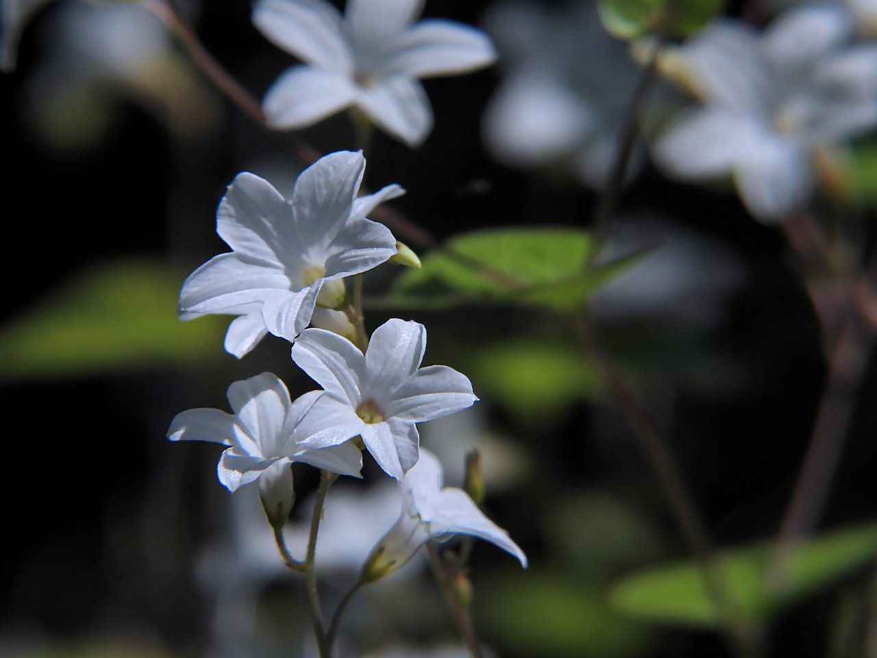 【N2点おまとめ】ぼかし朝顔・花薬玉ライムグリーン絞り 絞り咲き朝顔(混合）さて花の色は？｜園芸日記bytomoko81