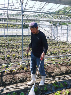 熊本県産高級イチゴ『さがほのか』定植後の様子を現地取材!後編:苗の向きと定植後の徹底した管理作業_a0254656_19305087.jpg