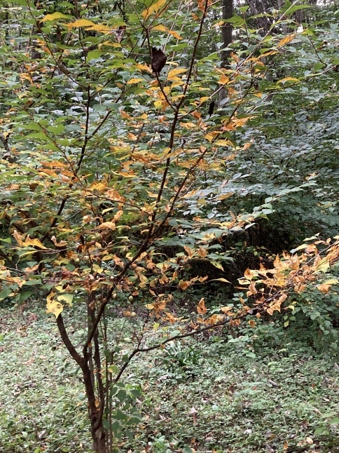 すっかり秋の庭仕事_d0348118_19300773.jpeg