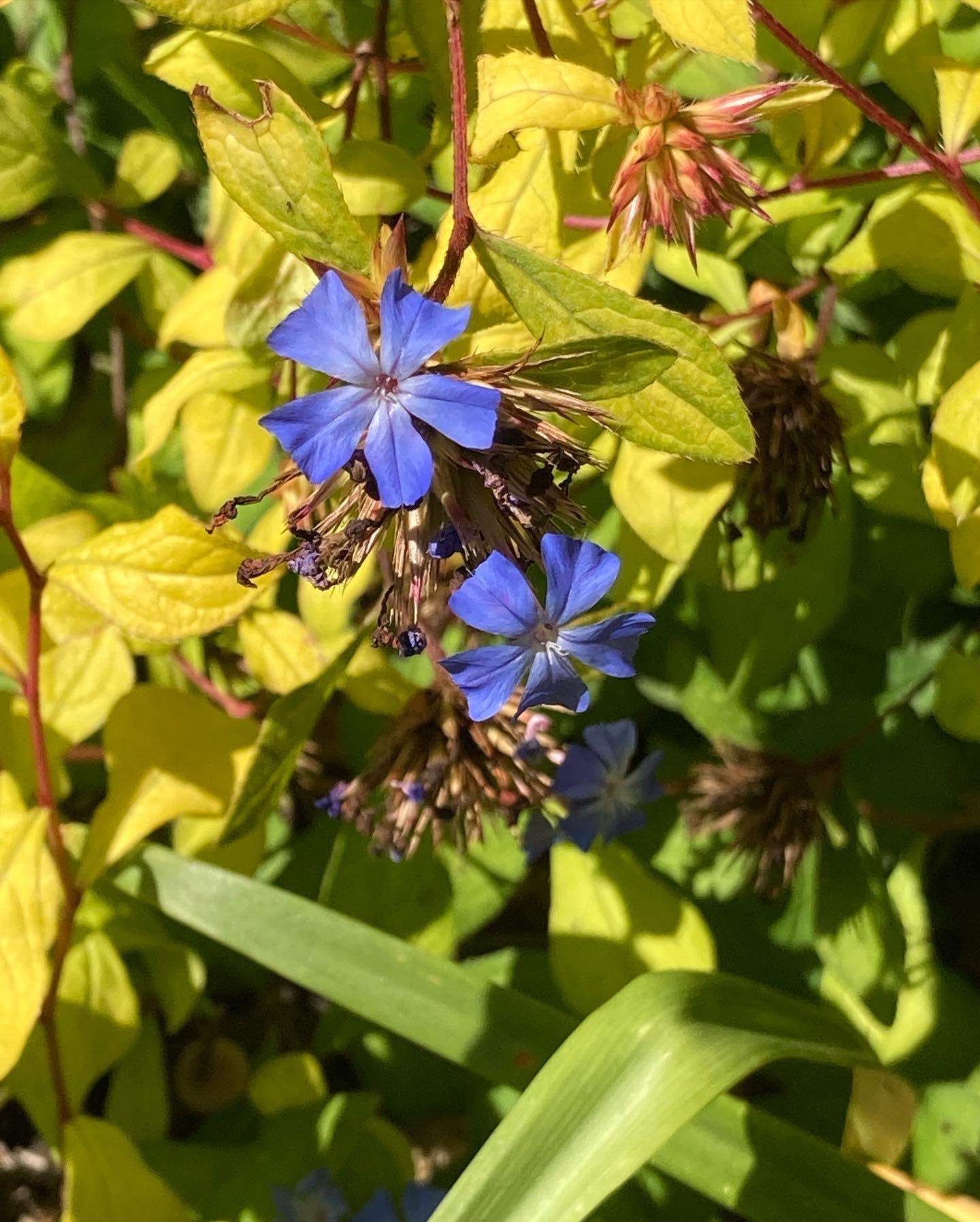 セラトー（アルタイルリマツリ）の花の見頃_e0257524_11204044.jpg