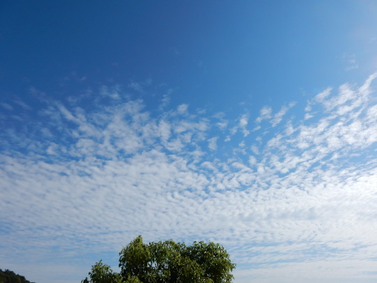 ’２２，１０，３（月）甘くないアケビとウロコ雲とじゃがいも植え！_f0060461_09233937.jpg