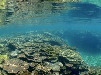 「大島海峡のサンゴ調査！」_b0033573_17021135.jpg