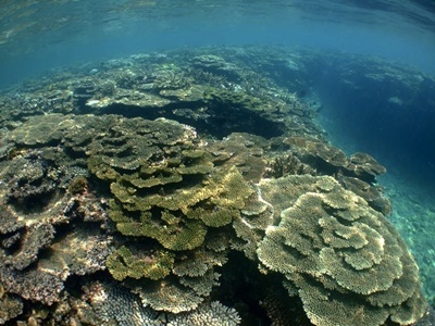 「大島海峡のサンゴ調査！」_b0033573_17022060.jpg