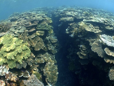 「大島海峡のサンゴ調査！」_b0033573_17023585.jpg