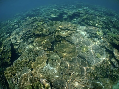 「大島海峡のサンゴ調査！」_b0033573_17024241.jpg