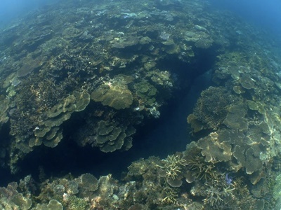 「大島海峡のサンゴ調査！」_b0033573_17025075.jpg