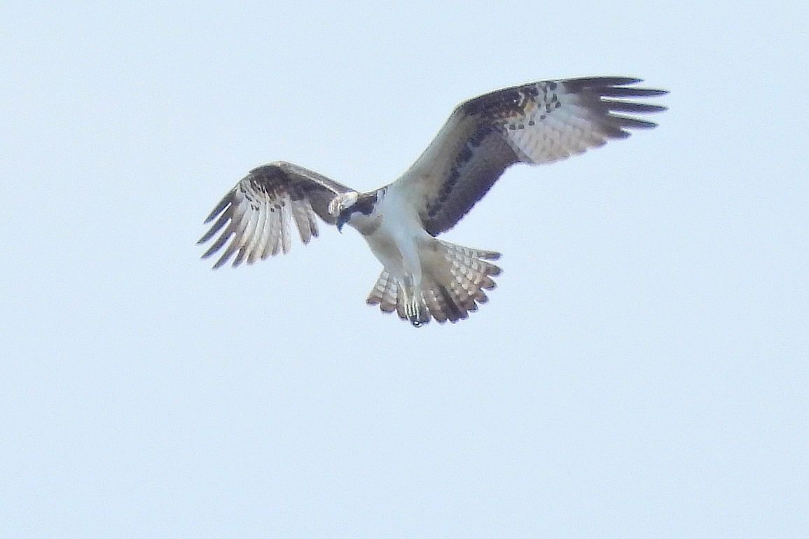 ミサゴのドボンを久し振りに撮れた♪・・・多々良沼鳥情報１０月３日（２）_a0031821_15113601.jpg