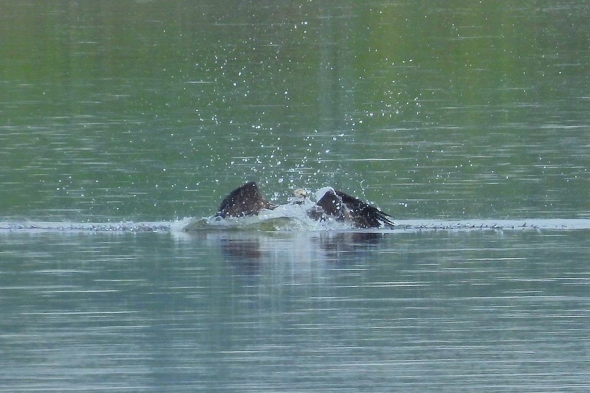 ミサゴのドボンを久し振りに撮れた♪・・・多々良沼鳥情報１０月３日（２）_a0031821_15113717.jpg