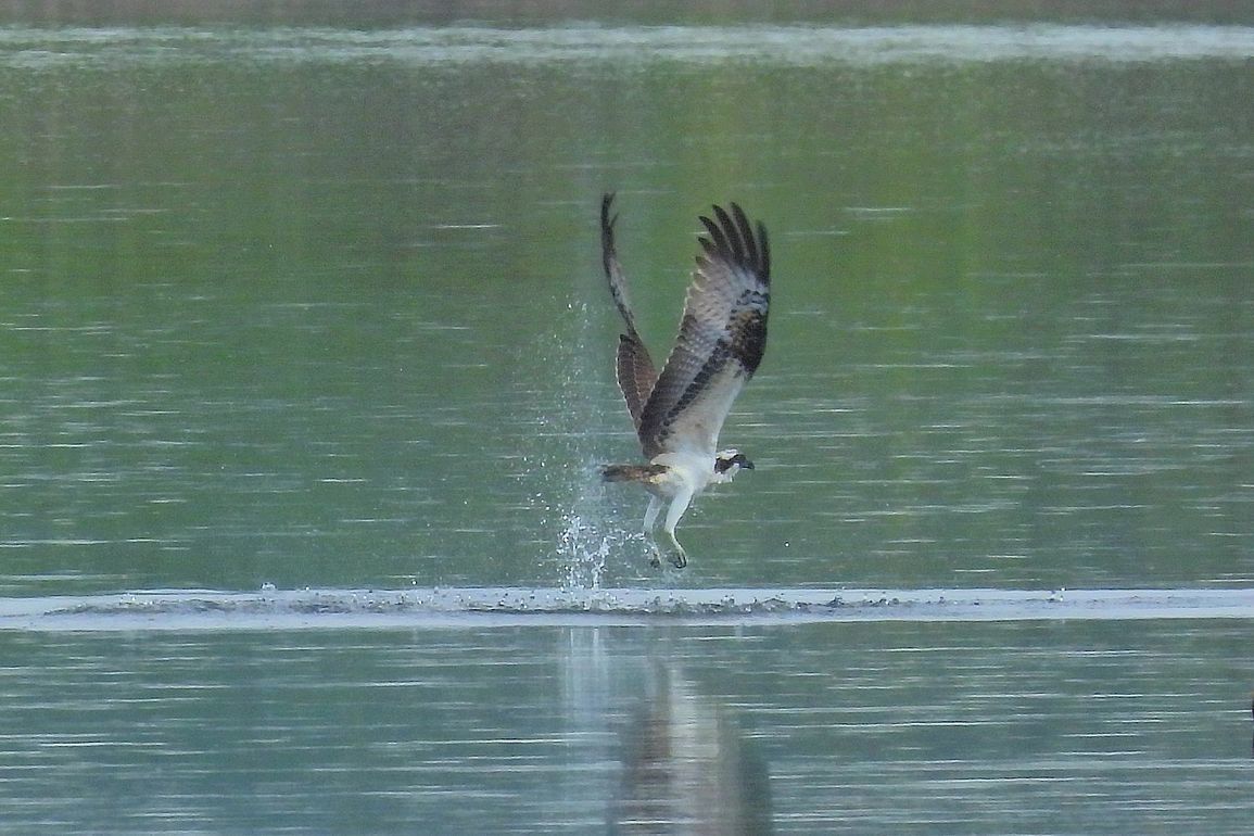 ミサゴのドボンを久し振りに撮れた♪・・・多々良沼鳥情報１０月３日（２）_a0031821_15113756.jpg