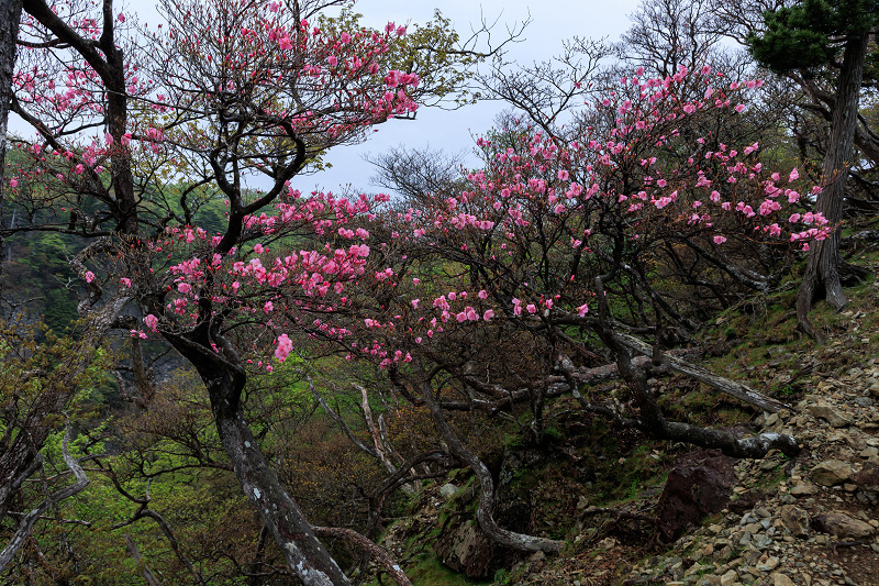 霧むせぶ大台ケ原・後編_f0155048_23102415.jpg
