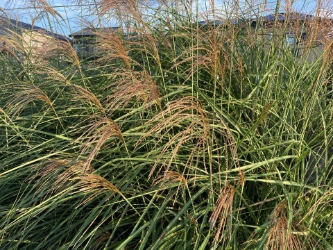 今朝のJアラート騒ぎに_b0050651_08235445.jpg