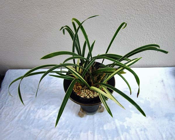 春蘭日本 宝生の花 日本春蘭 韓国春蘭「宝生の花」