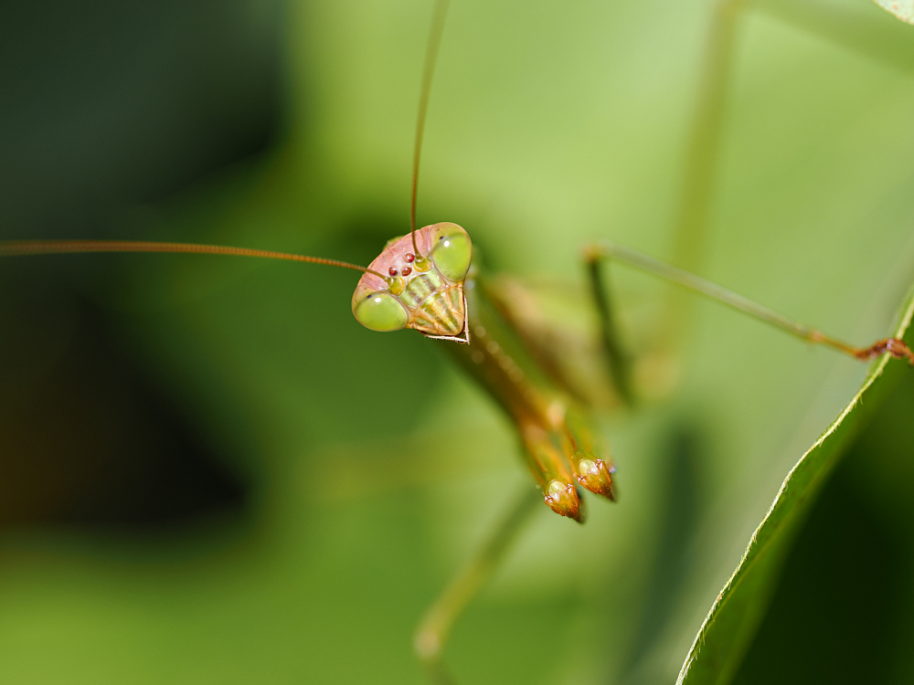 カマキリパパ【4年 理科上1-19、下1-18、社会上1-6、9-19】 カマキリパパ【4年 理科上1-19、下1-18、社会上1-6、9-