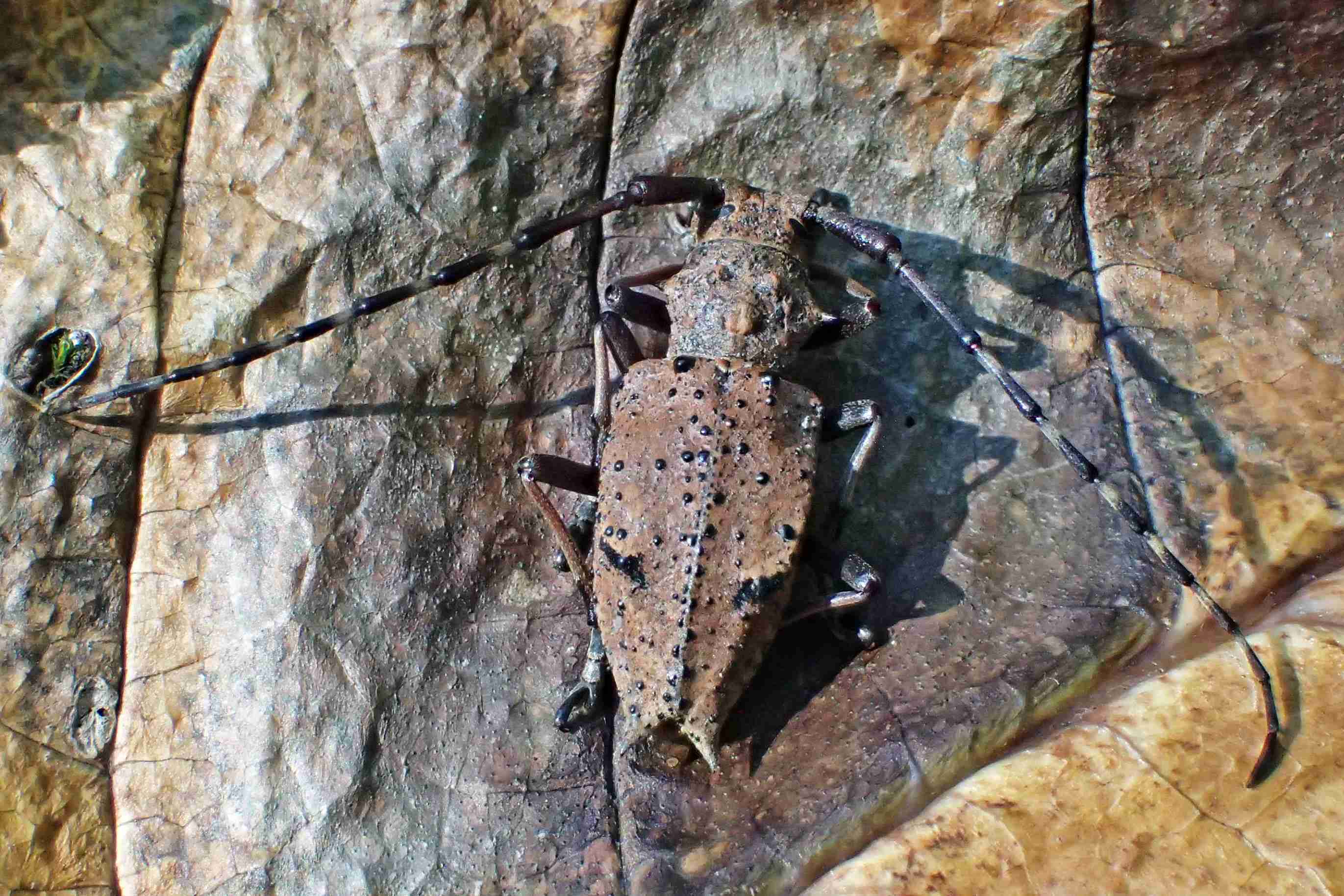 安曇野の蝶と自然