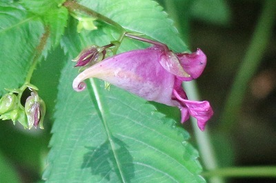 谷戸山公園の草花_e0373815_10532832.jpg